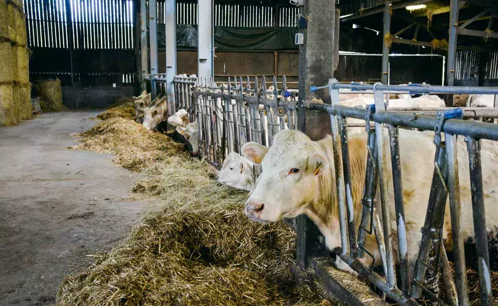 Un des 3 bâtiments de l’élevage, réservé aux vaches allaitantes. - Illustration Mettre les moyens pour être efficace au travail