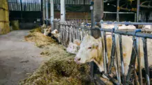 Un des 3 bâtiments de l’élevage, réservé aux vaches allaitantes.
