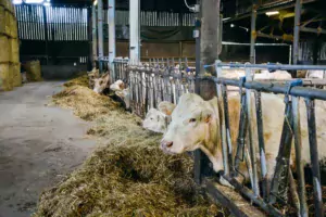 Un des 3 bâtiments de l’élevage, réservé aux vaches allaitantes.