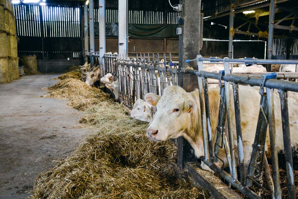 Un des 3 bâtiments de l’élevage, réservé aux vaches allaitantes.