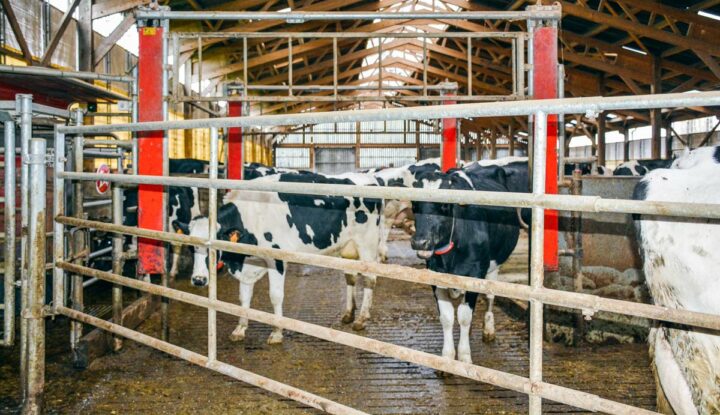 Ces barrières guillotine télécommandées permettent de trier ou d’isoler plus facilement les vaches.