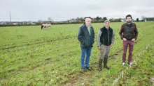 Christophe Bèle, Marc Roudaut et Anthony Momaud, dans une parcelle semée en RGI dans le maïs, et pâturée par les vaches taries.