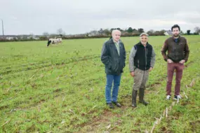 Christophe Bèle, Marc Roudaut et Anthony Momaud, dans une parcelle semée en RGI dans le maïs, et pâturée par les vaches taries.