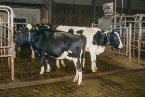 Les barrières autour de la porte intelligente qui gérait au départ l’accès des animaux aux robots de traite ont été retirées. En circulation libre, la fréquentation des automates a augmenté et la pression sur les vaches dominées a baissé.