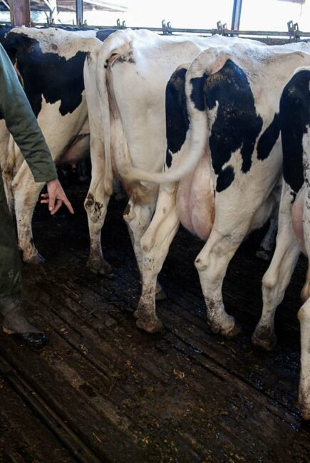 « Il est facile d’évaluer les aplombs quand les animaux sont alignés à l’auge. Une vache qui ne boite pas, mais serre les jarrets n’est pas à l’aise. Et quand les vaches sont au cornadis, ne pas oublier de regarder les membres antérieurs également », explique Marc Delacroix qui insiste sur la gestion des animaux sub-boiteux.