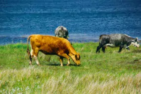 Améliorer massivement l’efficacité des reproducteurs en bovins viande est l’objectif des Irlandais.