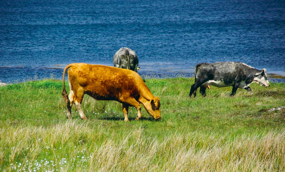 Améliorer massivement l’efficacité des reproducteurs en bovins viande est l’objectif des Irlandais. - Illustration Une génétique orientée climat