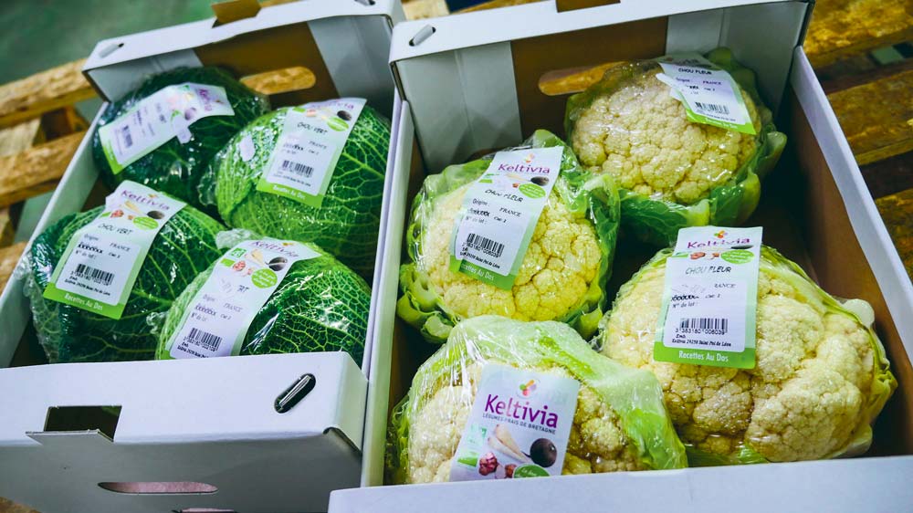 Les choux, légumes phares de la gamme bio pré-emballée. - Illustration Keltivia, des projets Bio plein la tête