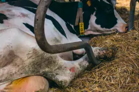 « Si plus de 10 % des vaches ont les jarrets dépilés avec une plaie, même petite, il est nécessaire de vérifier le réglage des logettes et le confort du couchage », explique Thomas Aubineau.