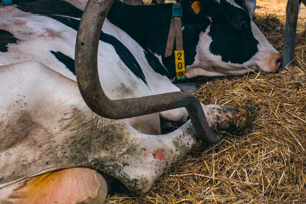 « Si plus de 10 % des vaches ont les jarrets dépilés avec une plaie, même petite, il est nécessaire de vérifier le réglage des logettes et le confort du couchage », explique Thomas Aubineau.
