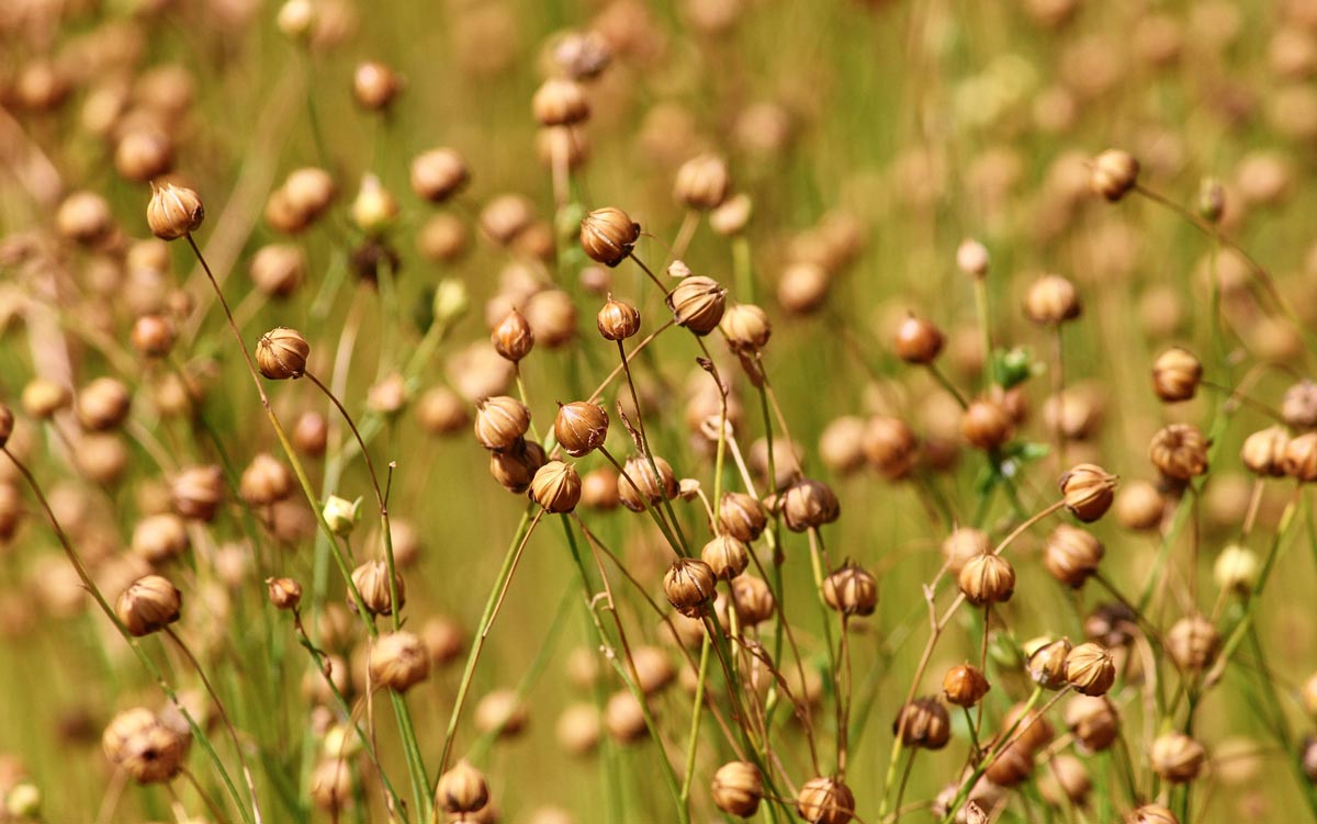 semis-de-lin-de-printemps-journal-paysan-breton