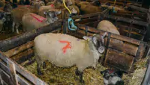 Parmi les brebis en cours d’agnelage, celles marquées d’un double trait rouge sur le dos ont déjà mis bas cet été d’un agneau simple.