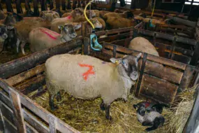 Parmi les brebis en cours d’agnelage, celles marquées d’un double trait rouge sur le dos ont déjà mis bas cet été d’un agneau simple.