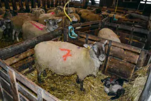 Parmi les brebis en cours d’agnelage, celles marquées d’un double trait rouge sur le dos ont déjà mis bas cet été d’un agneau simple.