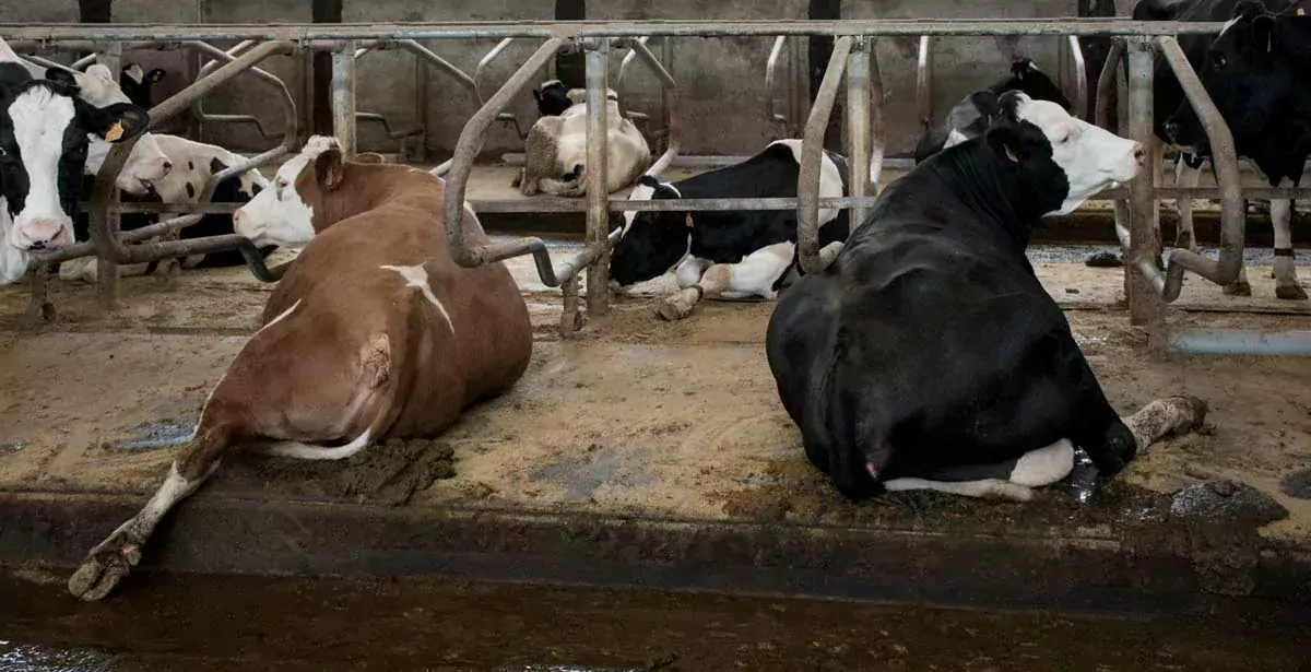Quand les vaches sont couchées en logette et montrent leurs pieds, il faut en profiter au quotidien pour estimer l’état des onglons et détecter précocement un éventuel problème. - Illustration Une boiterie, même légère, est une urgence