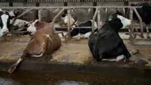 Quand les vaches sont couchées en logette et montrent leurs pieds, il faut en profiter au quotidien pour estimer l’état des onglons et détecter précocement un éventuel problème.