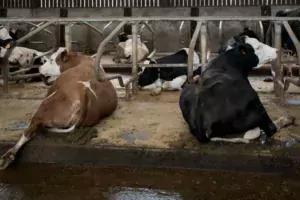 Quand les vaches sont couchées en logette et montrent leurs pieds, il faut en profiter au quotidien pour estimer l’état des onglons et détecter précocement un éventuel problème.
