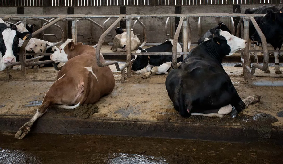 Quand les vaches sont couchées en logette et montrent leurs pieds, il faut en profiter au quotidien pour estimer l’état des onglons et détecter précocement un éventuel problème. - Illustration Une boiterie, même légère, est une urgence