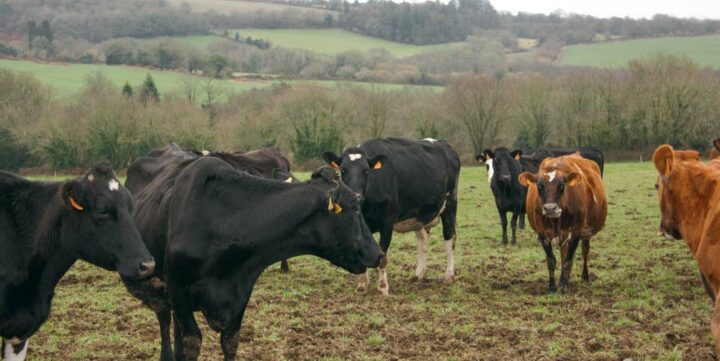 Mettre les vaches  à l’herbe dès que  le sol porte.