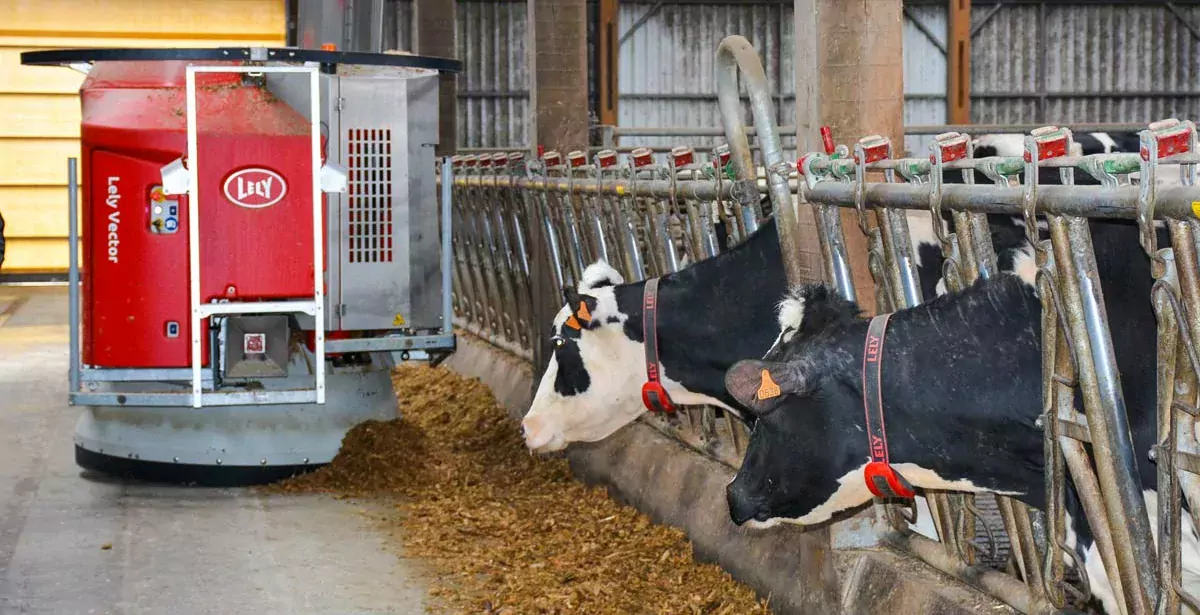 Actuellement, le robot d’alimentation passe trente fois par jour dans le troupeau. - Illustration Le robot alimente quotidiennement 200 bovins