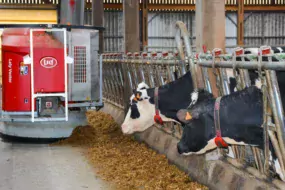 Actuellement, le robot d’alimentation passe trente fois par jour dans le troupeau.