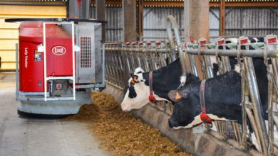 Photo of Le robot alimente quotidiennement 200 bovins