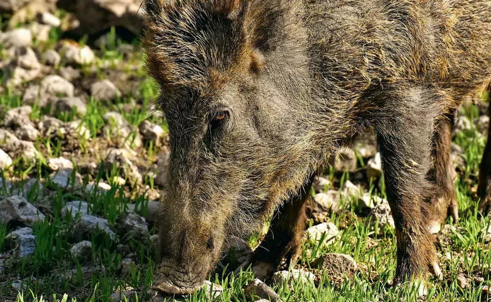sanglier - Illustration Peste porcine : Une zone blanche étendue