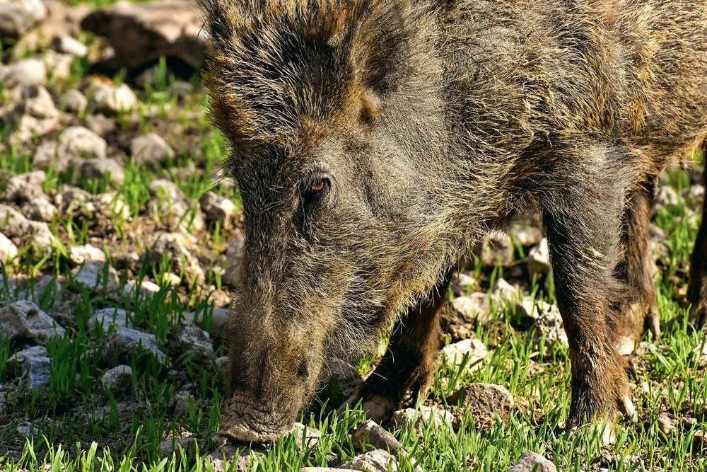 sanglier - Illustration Peste porcine : Une zone blanche étendue