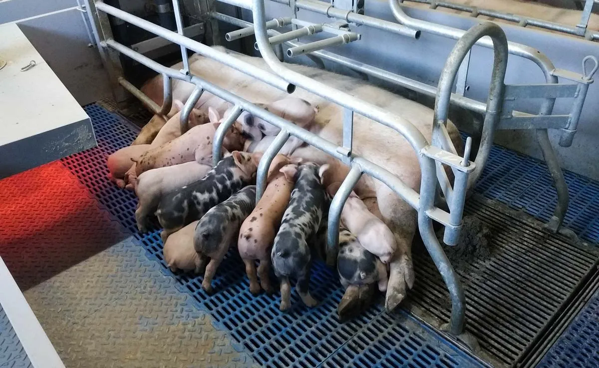 En moyenne, 12,9 porcelets ont été sevrés sur les premières portées. - Illustration Porc : Un peuplement réussi en Youna