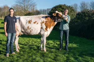 Pour l’anniversaire de ses 20 ans, Camille Plainfossé a reçu un drôle de « cadeau collectif » : son père, Alain, et ses proches lui ont offert Bot Califa, le premier animal rouge du troupeau familial.