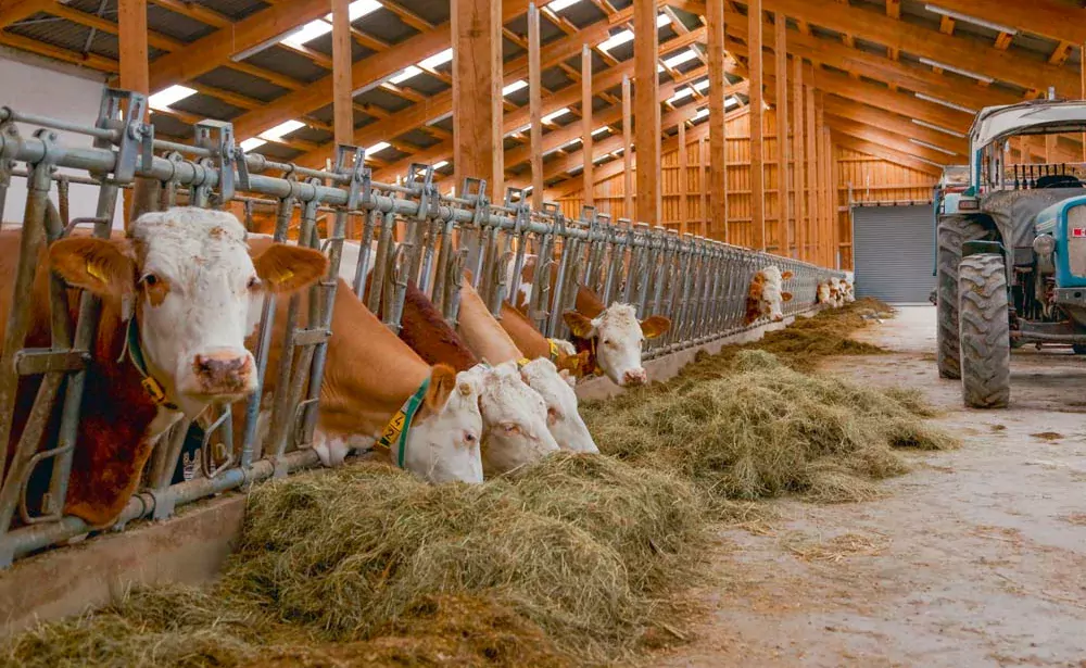 La coût alimentaire en hausse atteint un pic à 98,5 %/1 000 L dans les clôtures comptables de fin d’année. - Illustration Coûts de production en hausse en production laitière