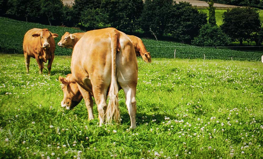  - Illustration Viande bovine : Les morceaux arrière moins prisés