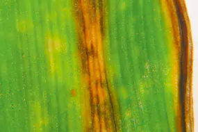 La ramulariose est obeservée en fin de cycle de petites taches apparaissent sur les feuilles supérieures. L’évolution de la maladie est très rapide et accélère la sénescence.