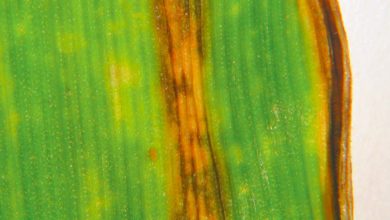 Photo of Orge : Quelle stratégie pour lutter contre les maladies ?