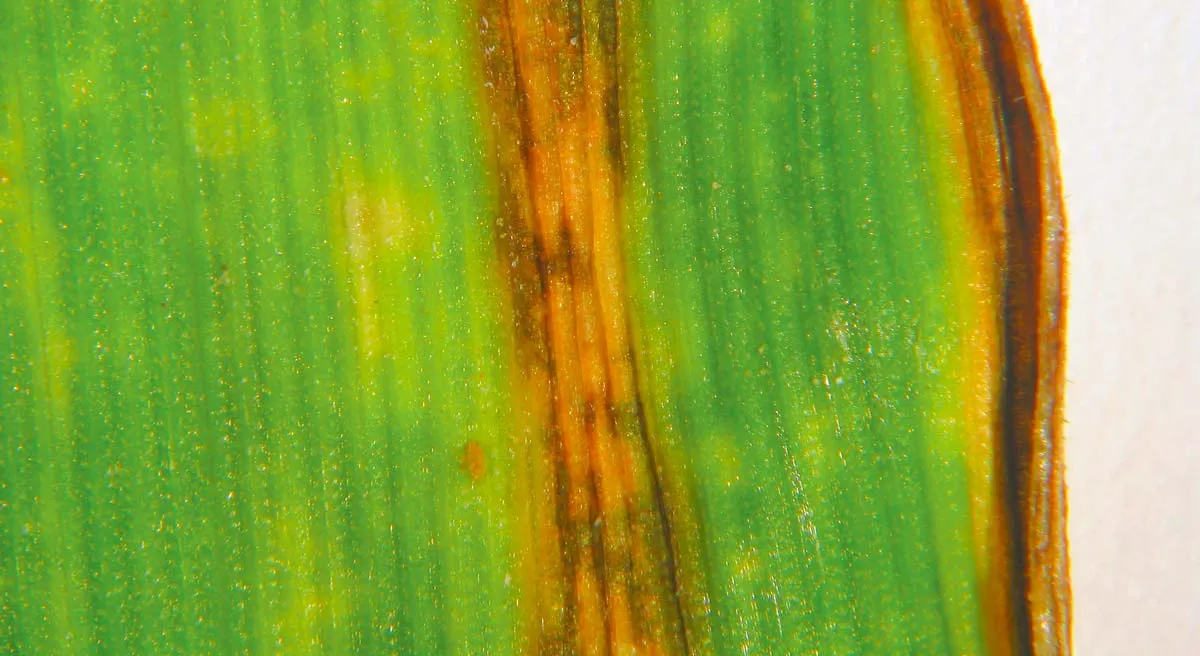 La ramulariose est obeservée en fin de cycle de petites taches apparaissent sur les feuilles supérieures. L’évolution de la maladie est très rapide et accélère la sénescence. - Illustration Orge : Quelle stratégie pour lutter contre les maladies ?