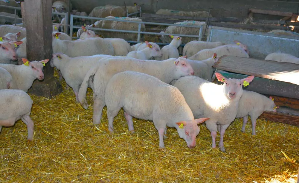Des essais confirment des états d’engraissement identiques avec des aliments à 15,5 et 18 % de MAT. - Illustration Des aliments moins riches en azote pour les agneaux