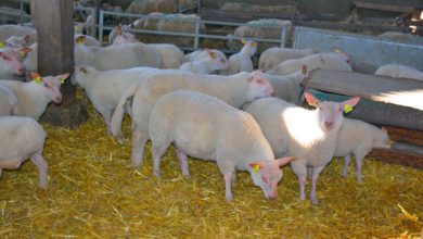 Photo of Des aliments moins riches en azote pour les agneaux