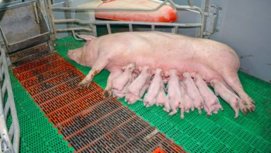Photo of Moins d’antibiotiques en élevage porcin