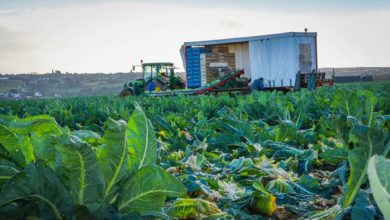 Photo of Chou-fleur : Variétés retenues par la commission d’évaluateurs