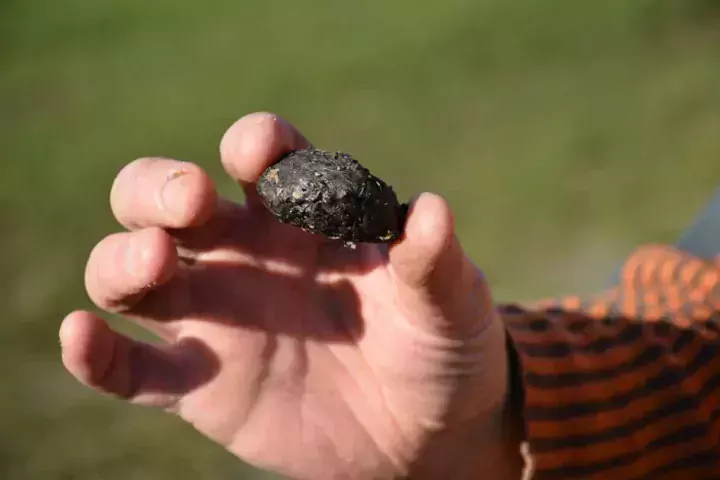 Les pelotes de régurgitation contiennent les éléments durs et non digérés des proies avalées en entier, comme les poils, les os.