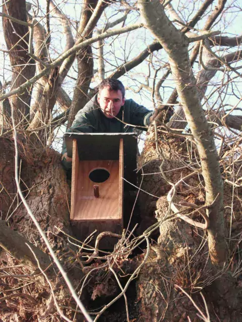 Lionel Hochet place un nid artificiel dans un arbre.