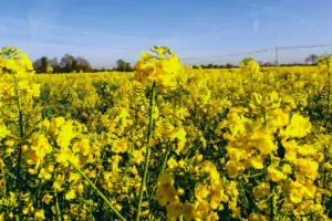 En matière de colza, plusieurs leviers existent pour produire mieux, voire plus, avec moins.