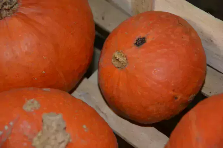 La présence de didymella rend les fruits non commercialisables.