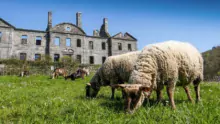 Les moutons Roussin de la Hague côtoient les chèvres des Fossés pour l’entretien des abords de l’Abbaye de Bon Repos.
