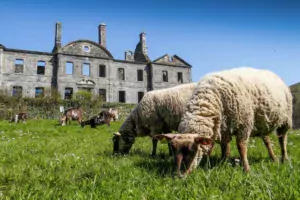 Les moutons Roussin de la Hague côtoient les chèvres des Fossés pour l’entretien des abords de l’Abbaye de Bon Repos.