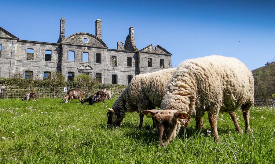 Les moutons Roussin de la Hague côtoient les chèvres des Fossés pour l’entretien des abords de l’Abbaye de Bon Repos. - Illustration Faire rimer entretien des espaces avec écologie