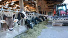 Le séchoir permet d’avoir du fourrage de qualité ce qui a permis de maintenir une production laitière entre 6 000 et 7 000 L/VL.