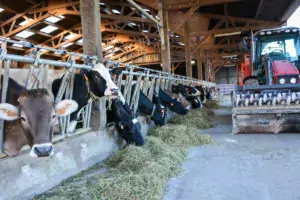 Le séchoir permet d’avoir du fourrage de qualité ce qui a permis de maintenir une production laitière entre 6 000 et 7 000 L/VL.