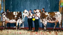 Comme en 2108, Hamilton (Arantilly x Redondo), a été sacrée Grande championne Normande. Elle prend la pose avec Muscade (Eolonne x Uperise), Prix de championnat jeune.