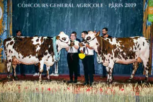 Comme en 2108, Hamilton (Arantilly x Redondo), a été sacrée Grande championne Normande. Elle prend la pose avec Muscade (Eolonne x Uperise), Prix de championnat jeune.